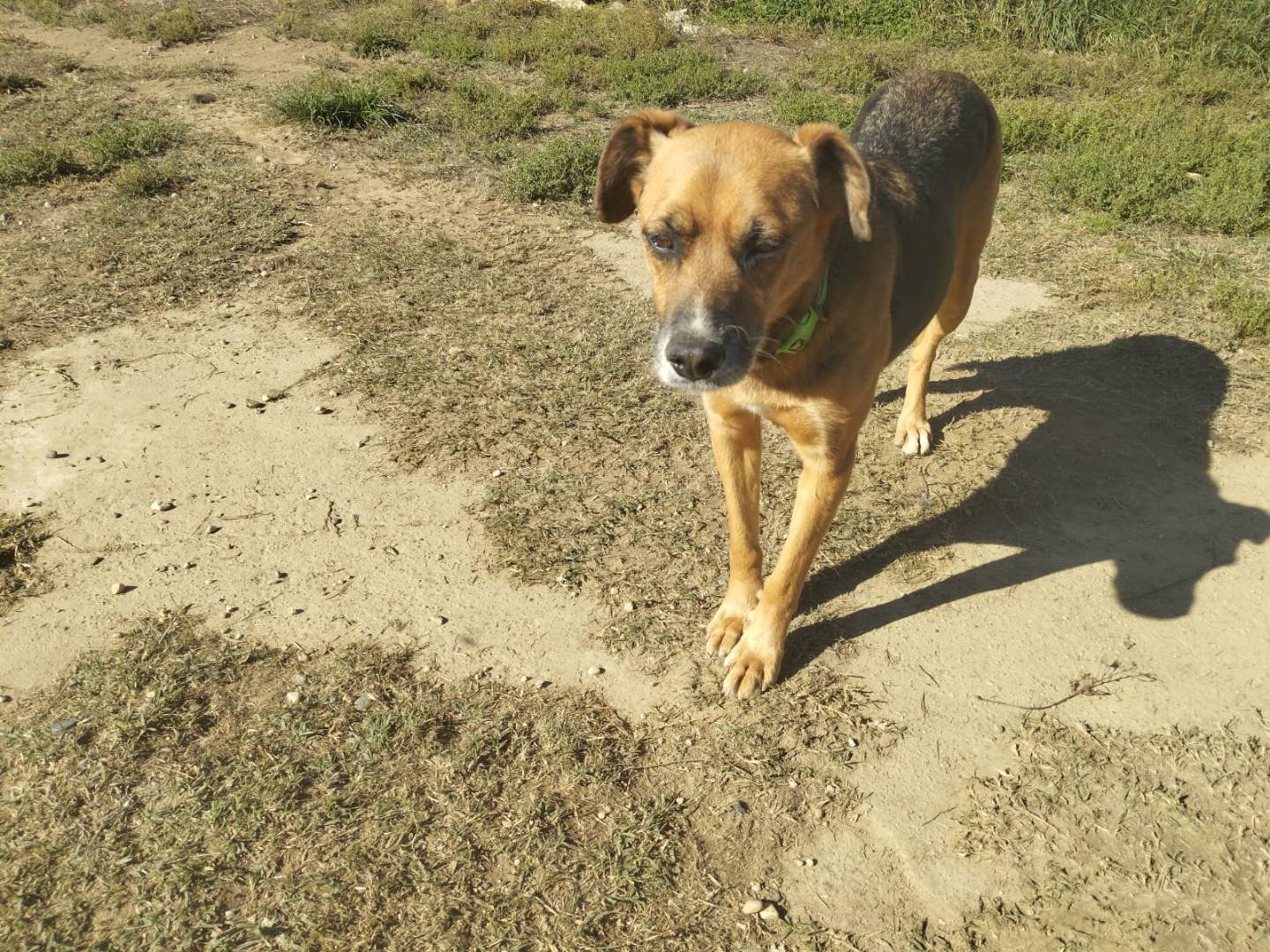 Vuoi adottare un cane a Pavia?