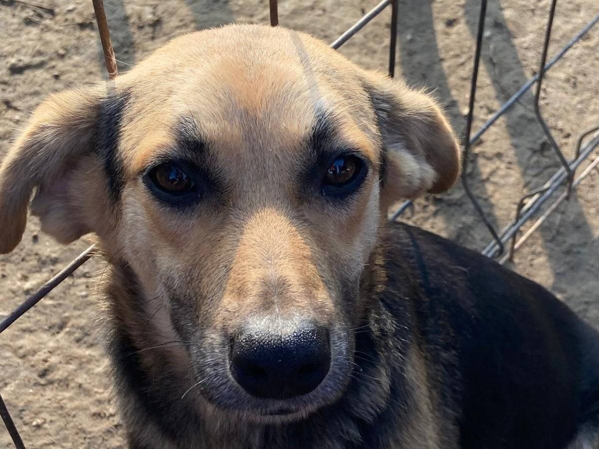 Adozione cane, femmina, Razza sconosciuta Razza sconosciuta, 11 mesi, taglia media contenuta, Pavia