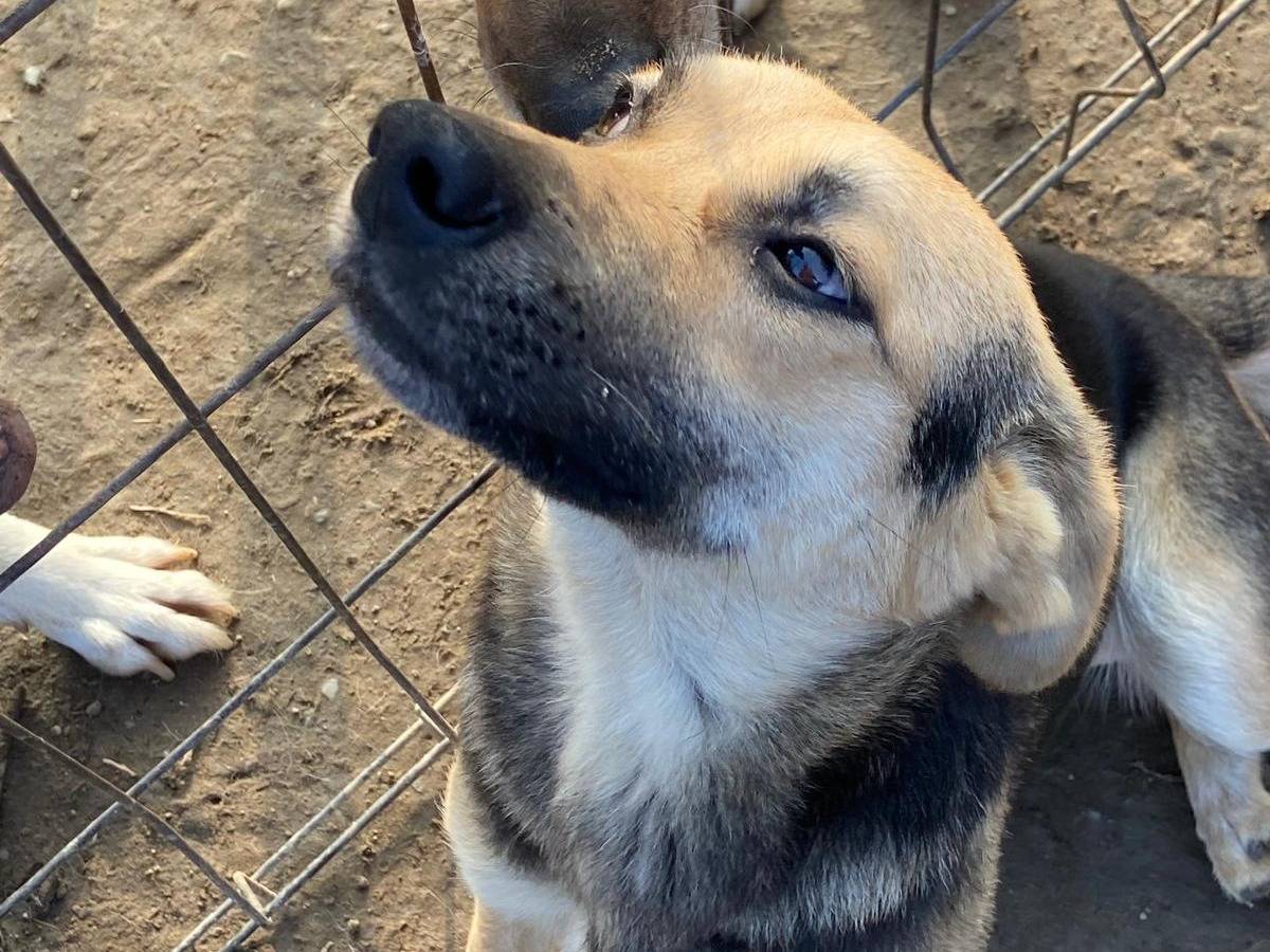 Adotta un cane, femmina, 11 mesi, Pavia