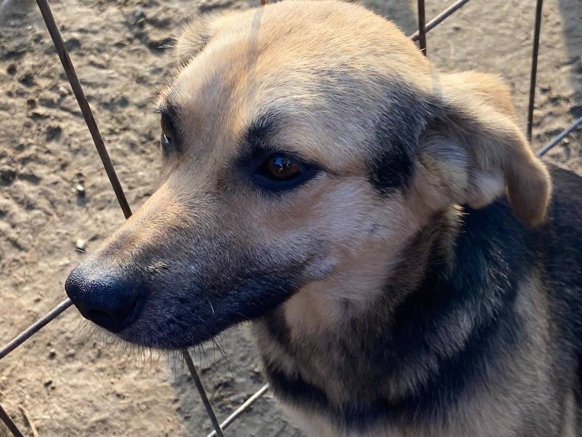Adotta un cane, taglia media contenuta, femmina, Pavia