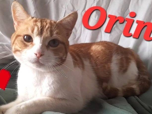 Adozione gatto, maschio, Razza sconosciuta Razza sconosciuta, 1 anno e 1 mese, taglia non valida, Novara