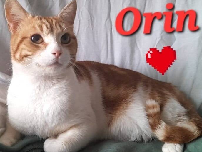 Adotta un gatto, maschio, 1 anno e 1 mese, Novara