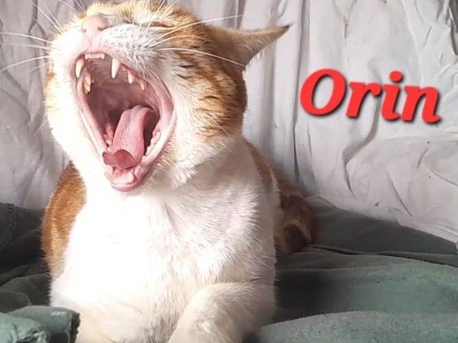 Adotta un gatto, taglia non valida, maschio, Novara