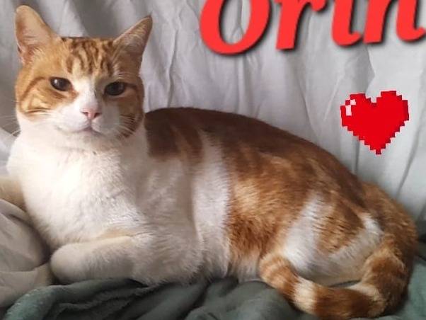 Vuoi adottare un gatto a Novara?