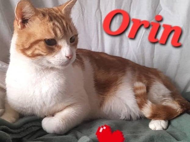 Adotta il gatto ORIN a Novara