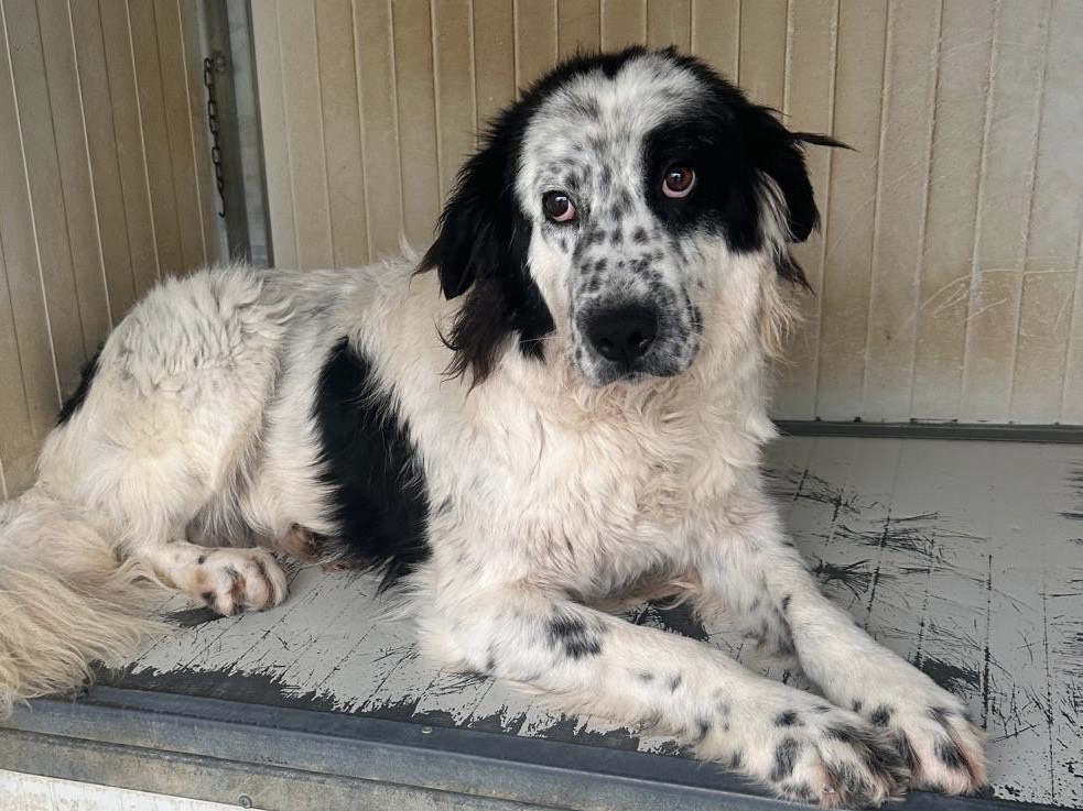 Adozione cane, maschio, Setter Inglese Razza sconosciuta, 7 anni e 1 mese, taglia media, Latina