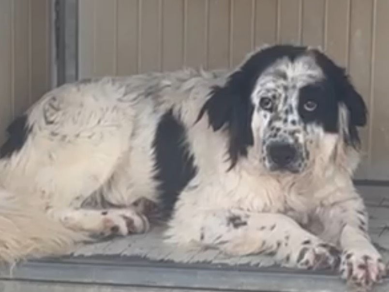 Adotta un cane, maschio, 7 anni e 1 mese, Latina