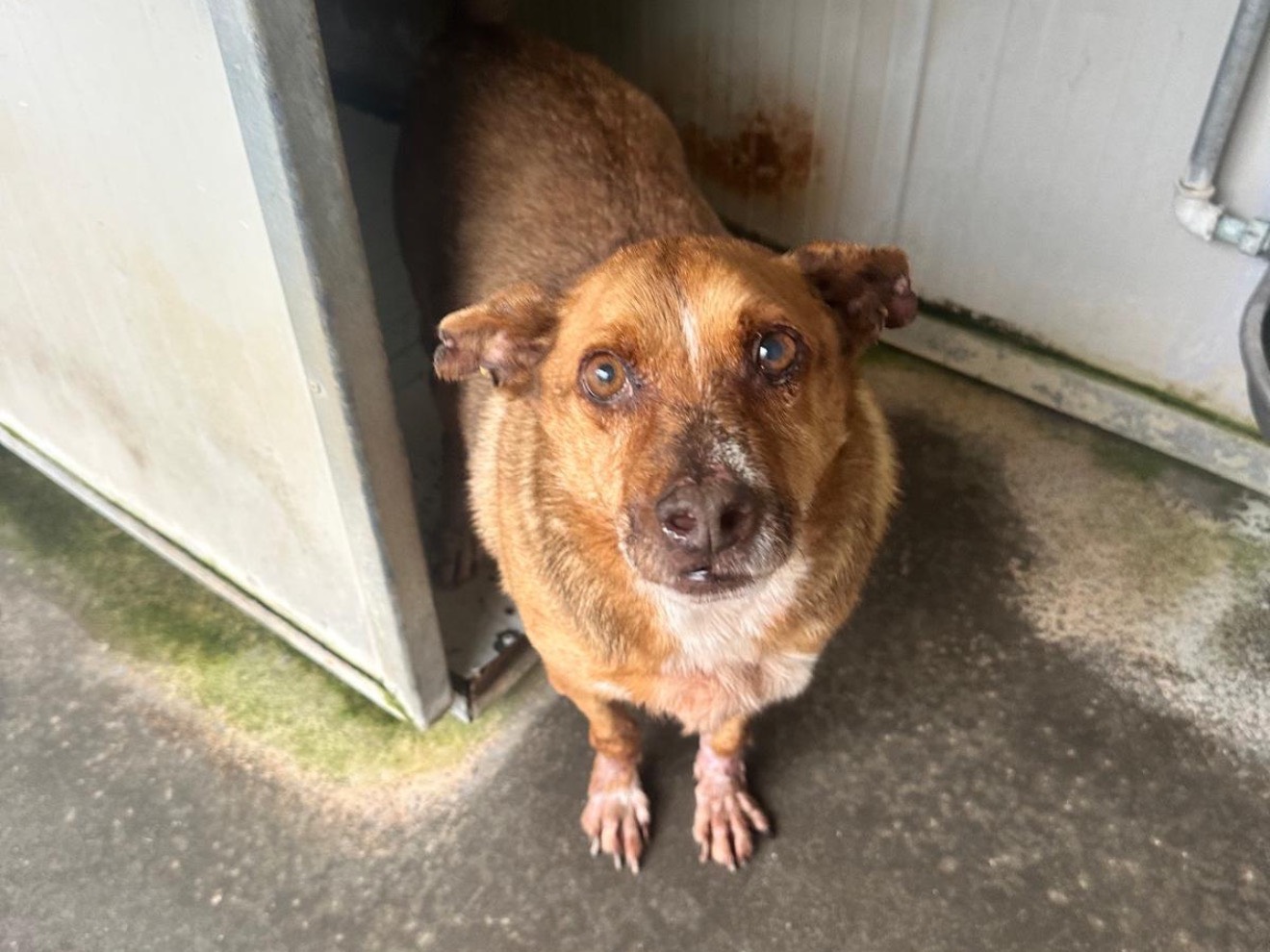 Adozione cane, maschio, Razza sconosciuta Razza sconosciuta, 9 anni e 7 mesi, taglia media, Latina