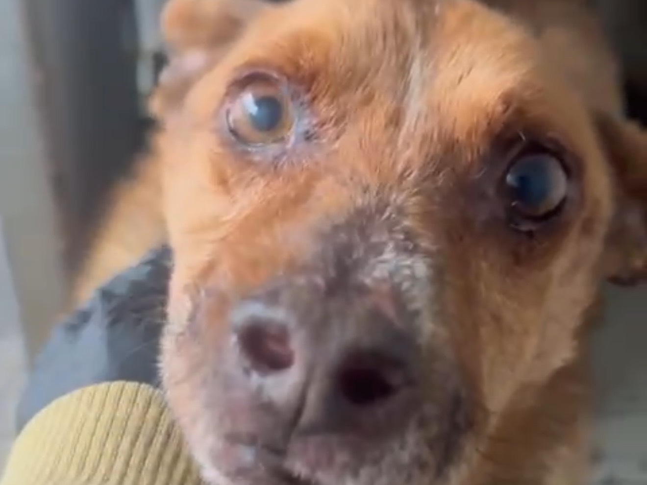 Adotta un cane, maschio, 9 anni e 7 mesi, Latina