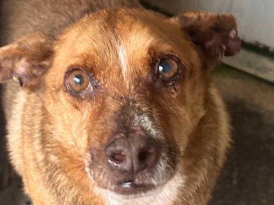 Adotta un cane, taglia media, maschio, Latina