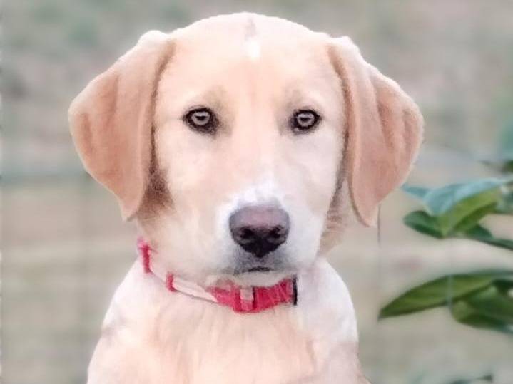 Adozione cane, maschio, Razza sconosciuta Razza sconosciuta, 5 mesi, taglia media, Parma