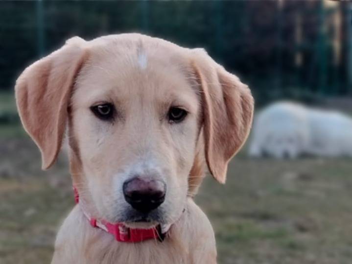 Adotta un cane, maschio, 5 mesi, Parma