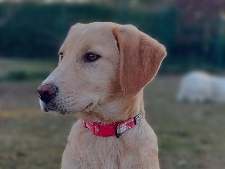 Adotta un cane, taglia media, maschio, Parma