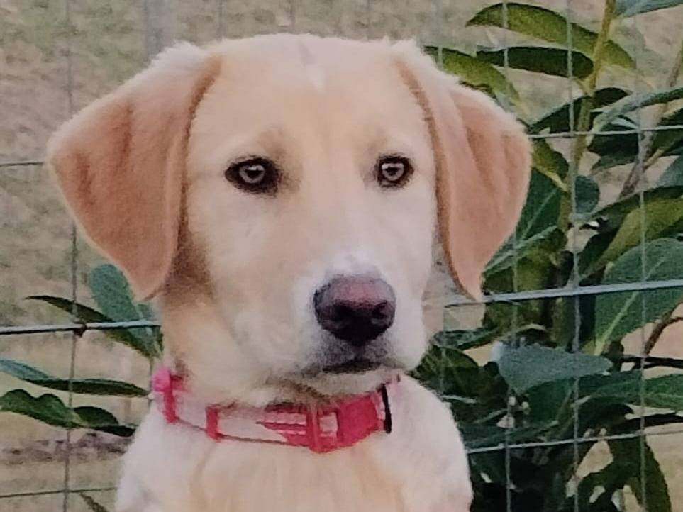 Adotta il cane Danny a Parma