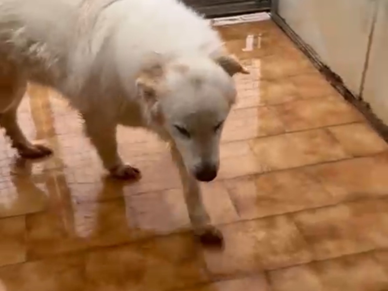 Adotta un cane, taglia grande, maschio, Latina