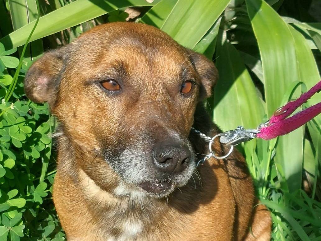 Adotta un cane, maschio, 8 anni e 11 mesi, Crotone