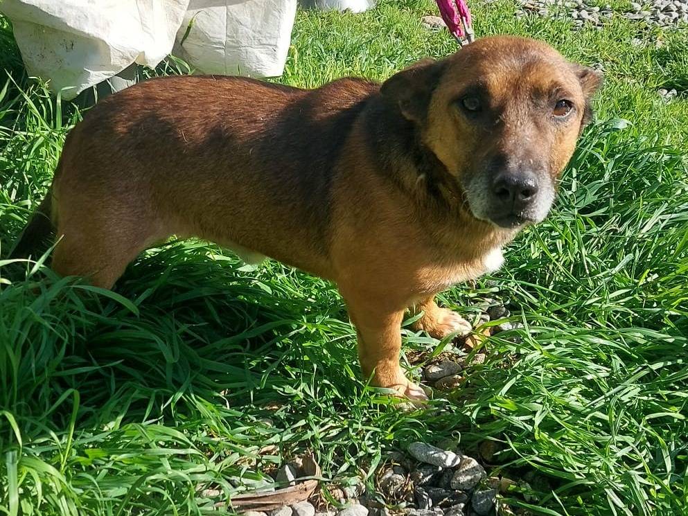 Adotta un cane, taglia piccola, maschio, Crotone