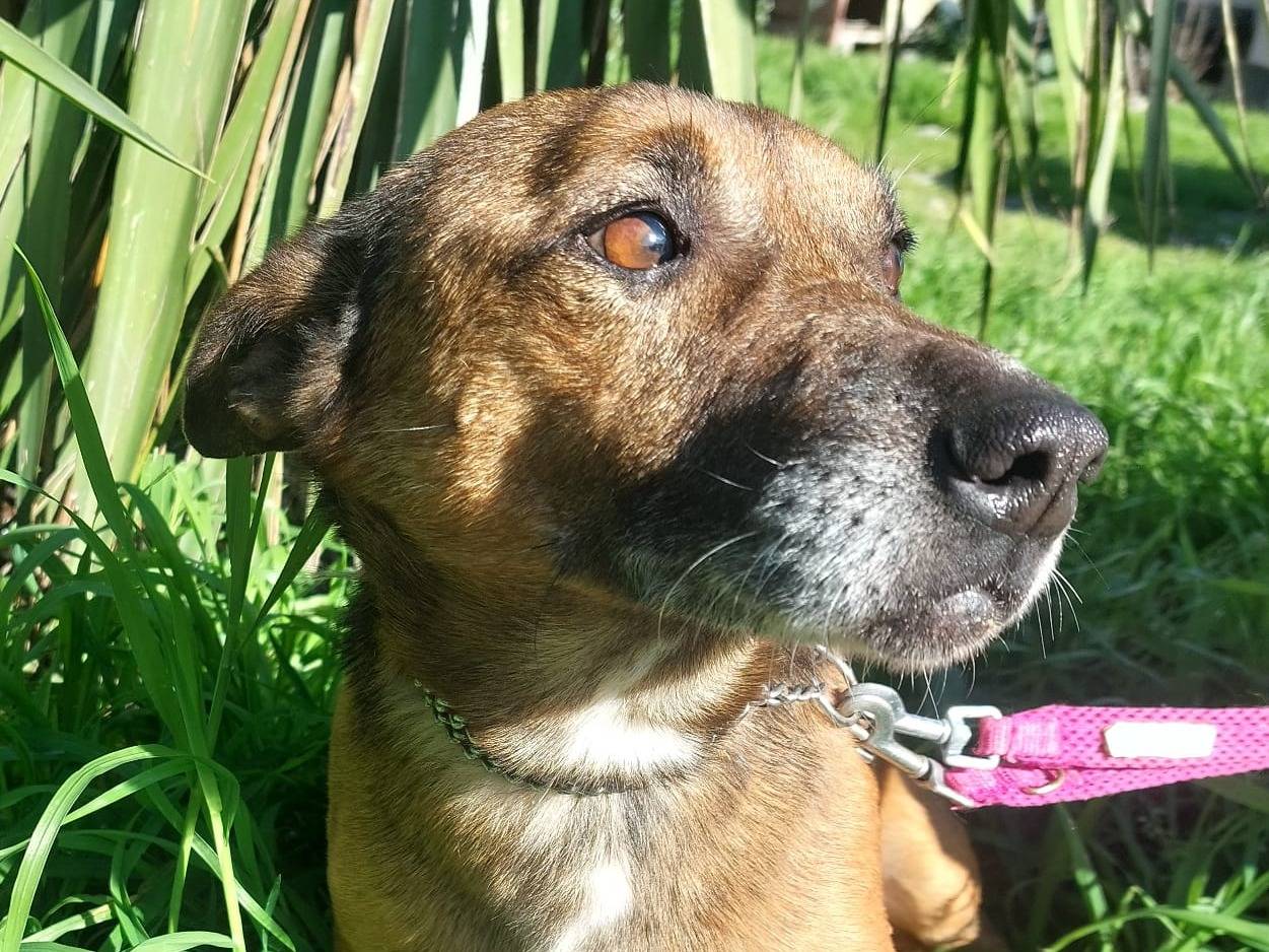 Vuoi adottare un cane a Crotone?