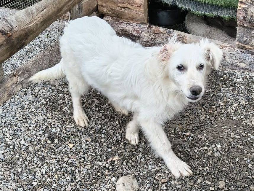 Adozione cane, maschio, Razza sconosciuta Razza sconosciuta, 6 mesi, taglia media contenuta, Crotone