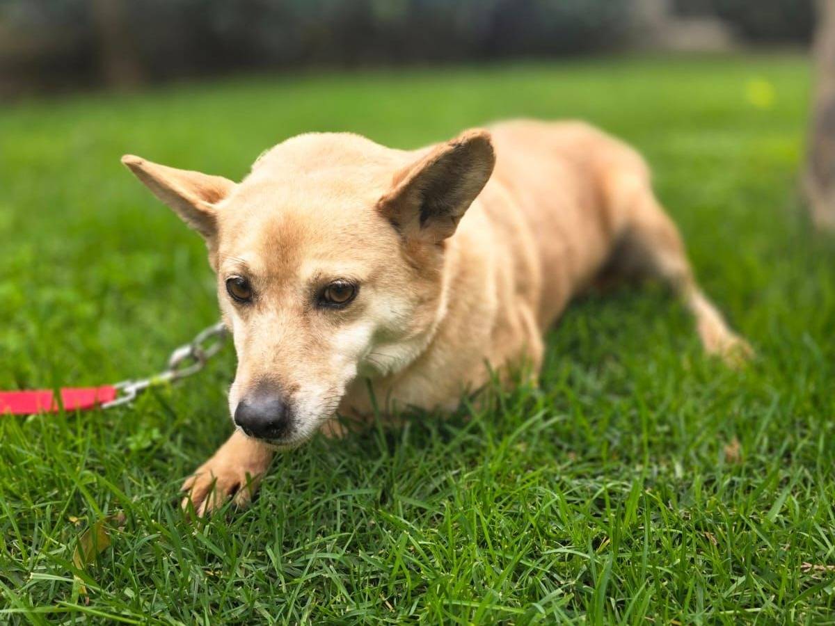 Adozione cane, maschio, Razza sconosciuta Razza sconosciuta, 2 anni e 1 mese, taglia piccola, Crotone