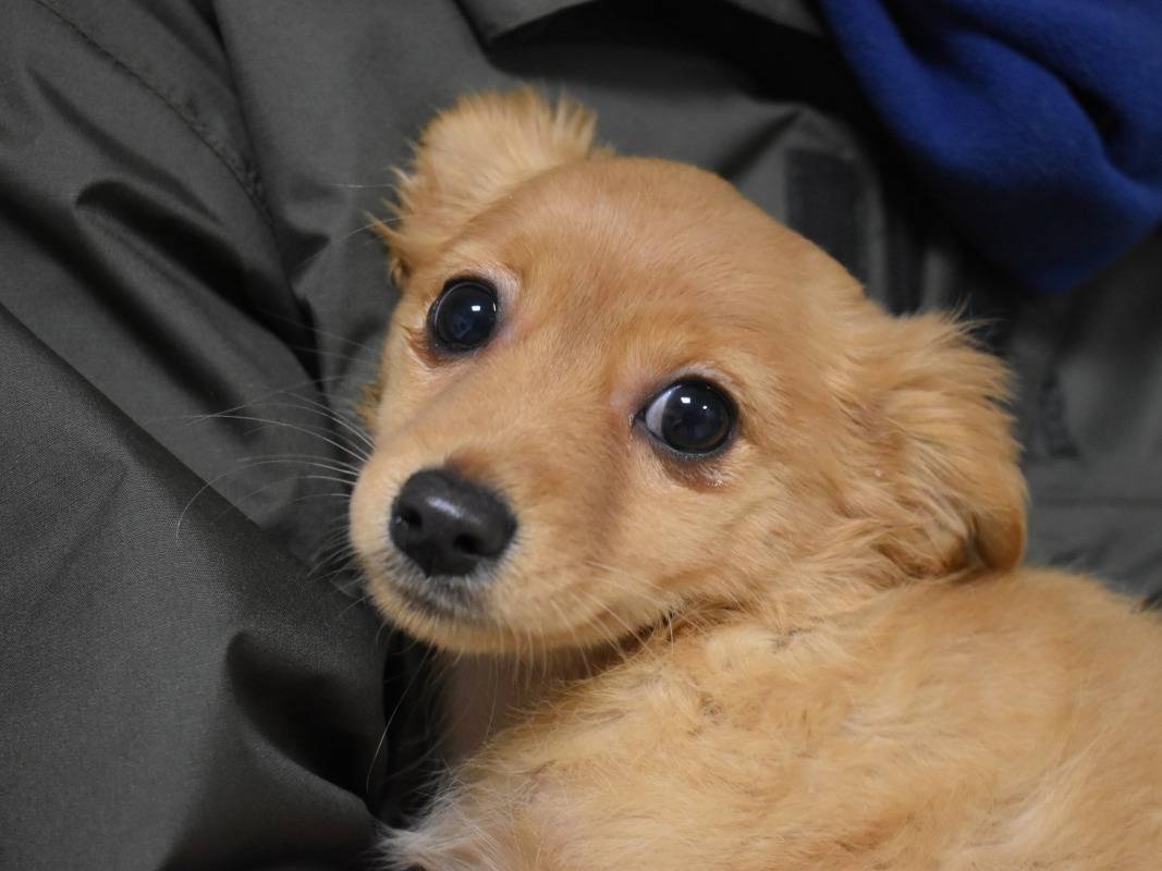 Adozione cane, femmina, Razza sconosciuta Razza sconosciuta, 3 mesi, taglia piccola, Roma