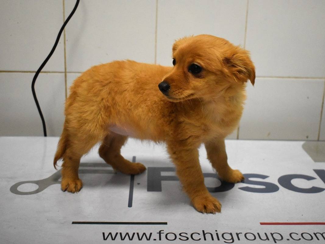 Adotta un cane, femmina, 3 mesi, Roma