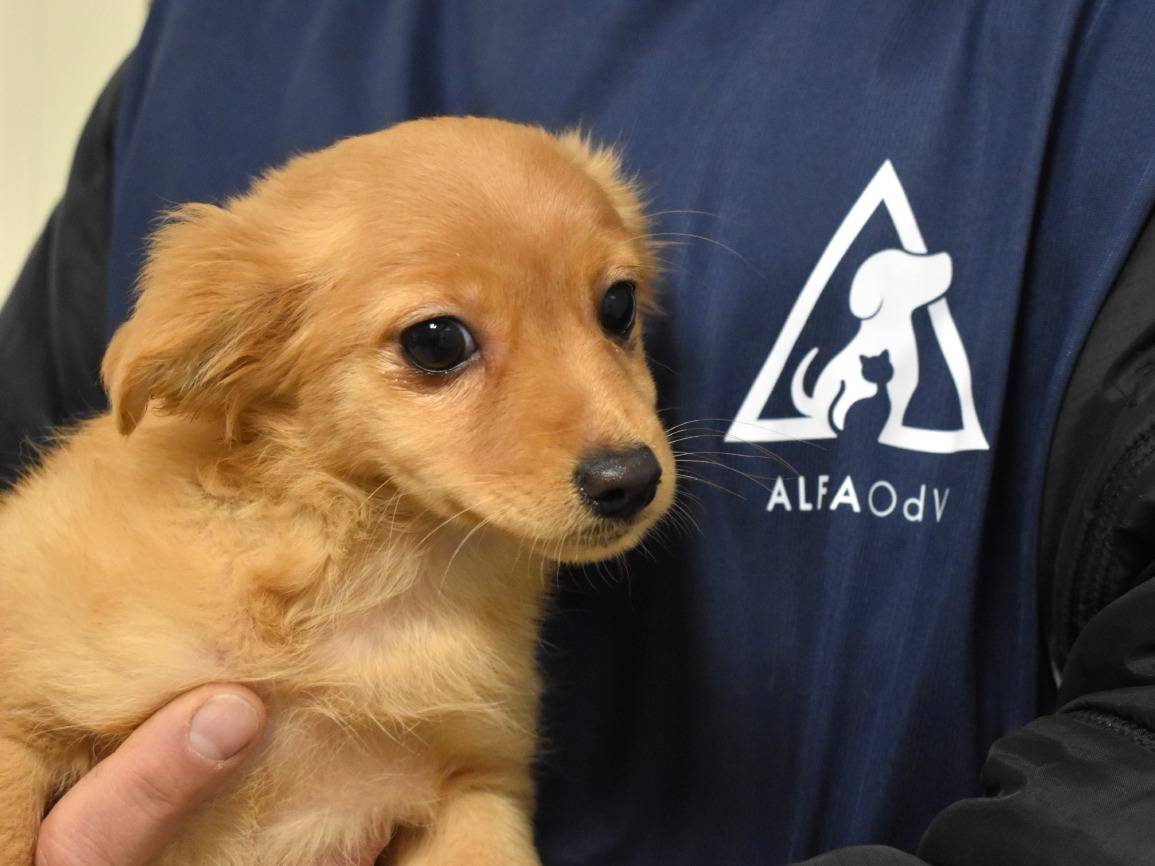 Adotta un cane, taglia piccola, femmina, Roma
