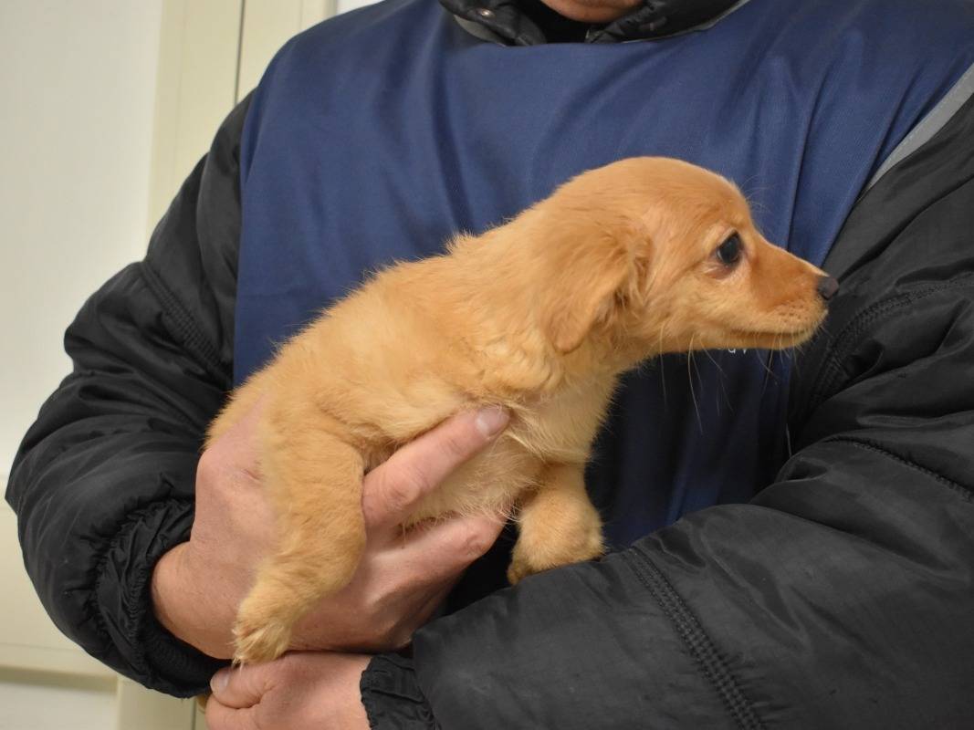 Adotta il cane Lippy a Roma