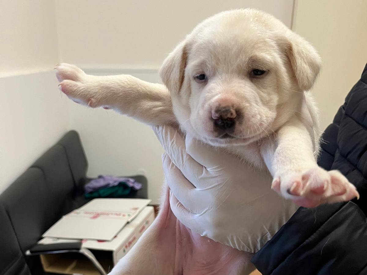 Adotta un cane, femmina, 4 mesi, Ragusa