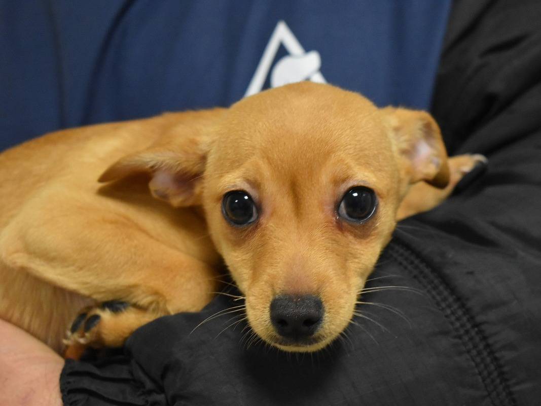 Adozione cane, maschio, Razza sconosciuta Razza sconosciuta, 3 mesi, taglia piccola, Roma