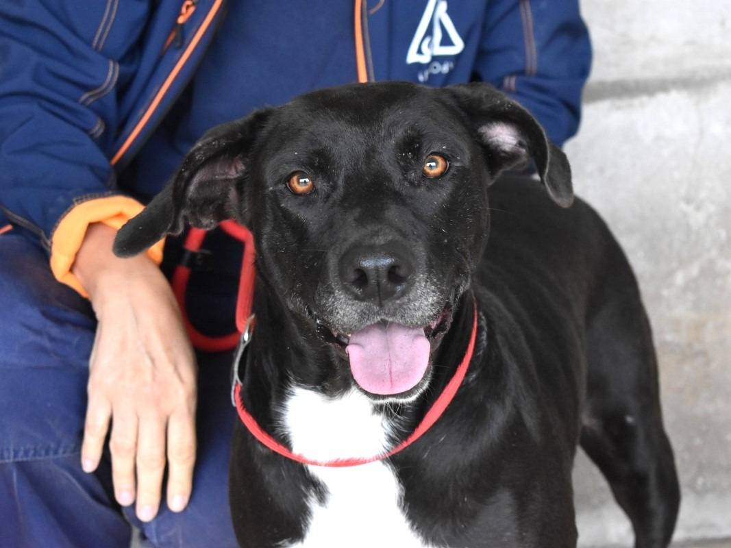 Adotta un cane, femmina, 4 anni e 7 mesi, Roma