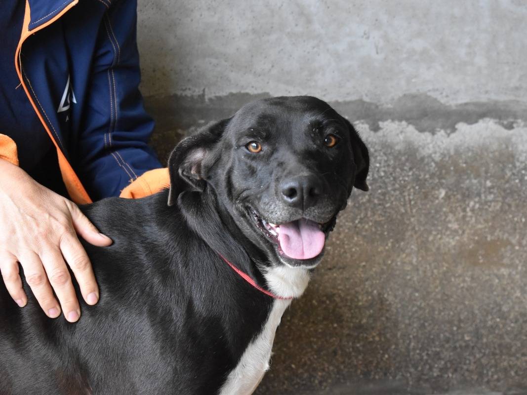 Adotta un cane, taglia media contenuta, femmina, Roma