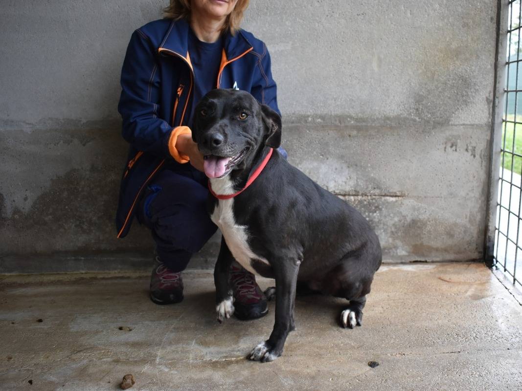 Adotta il cane Perlyn a Roma