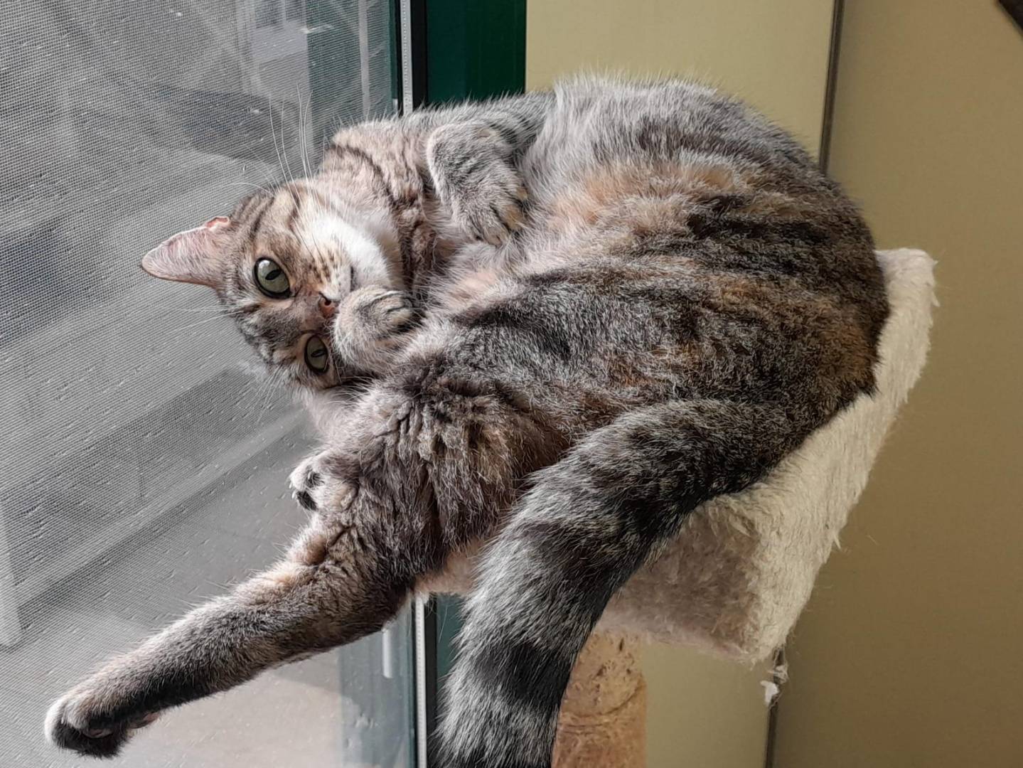 Adotta un gatto, taglia non valida, femmina, Ravenna