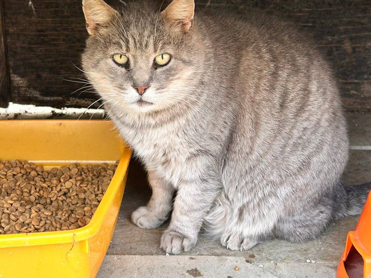 Adotta il gatto Alessandro a Ravenna