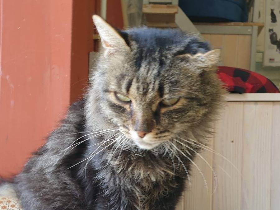 Adotta un gatto, femmina, 12 anni e 1 mese, Ravenna