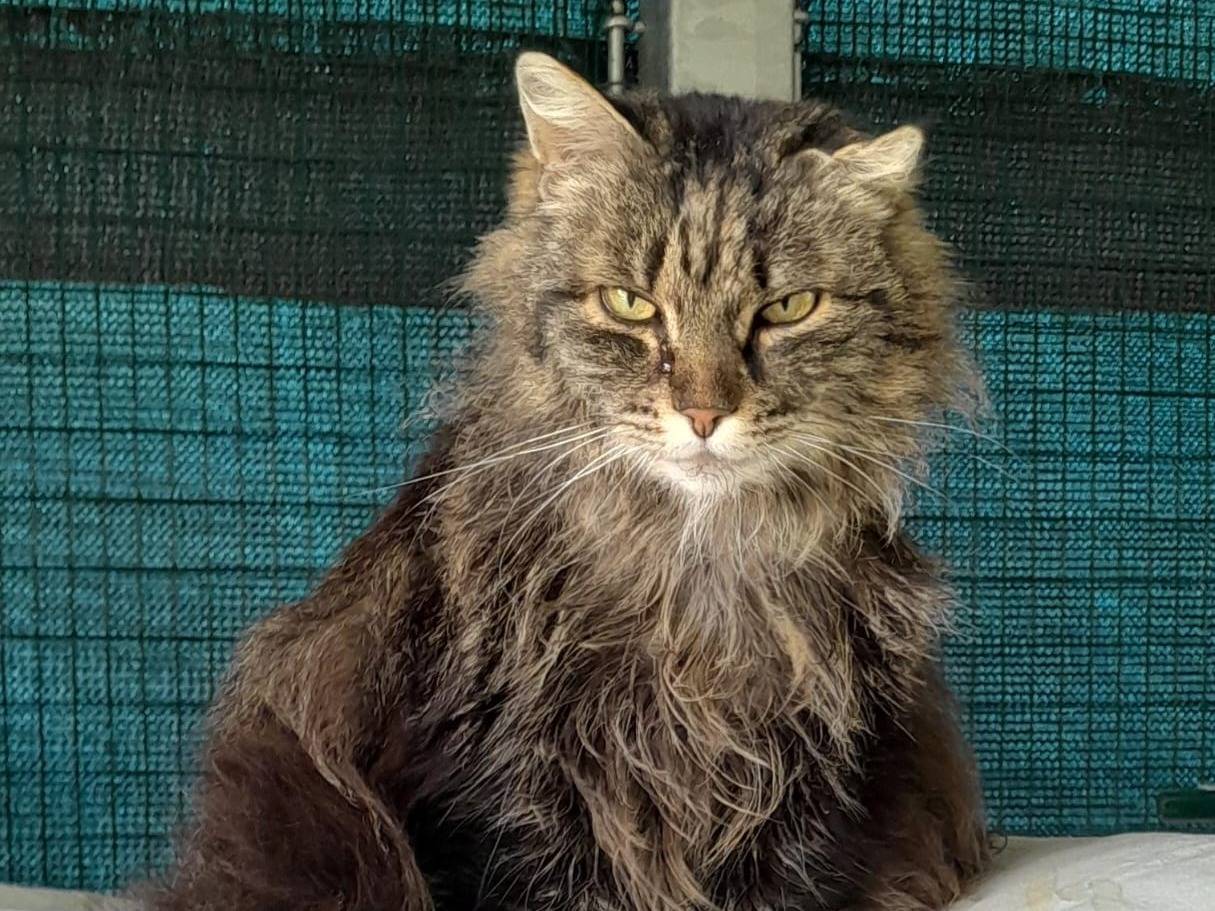 Adotta il gatto Piuma a Ravenna