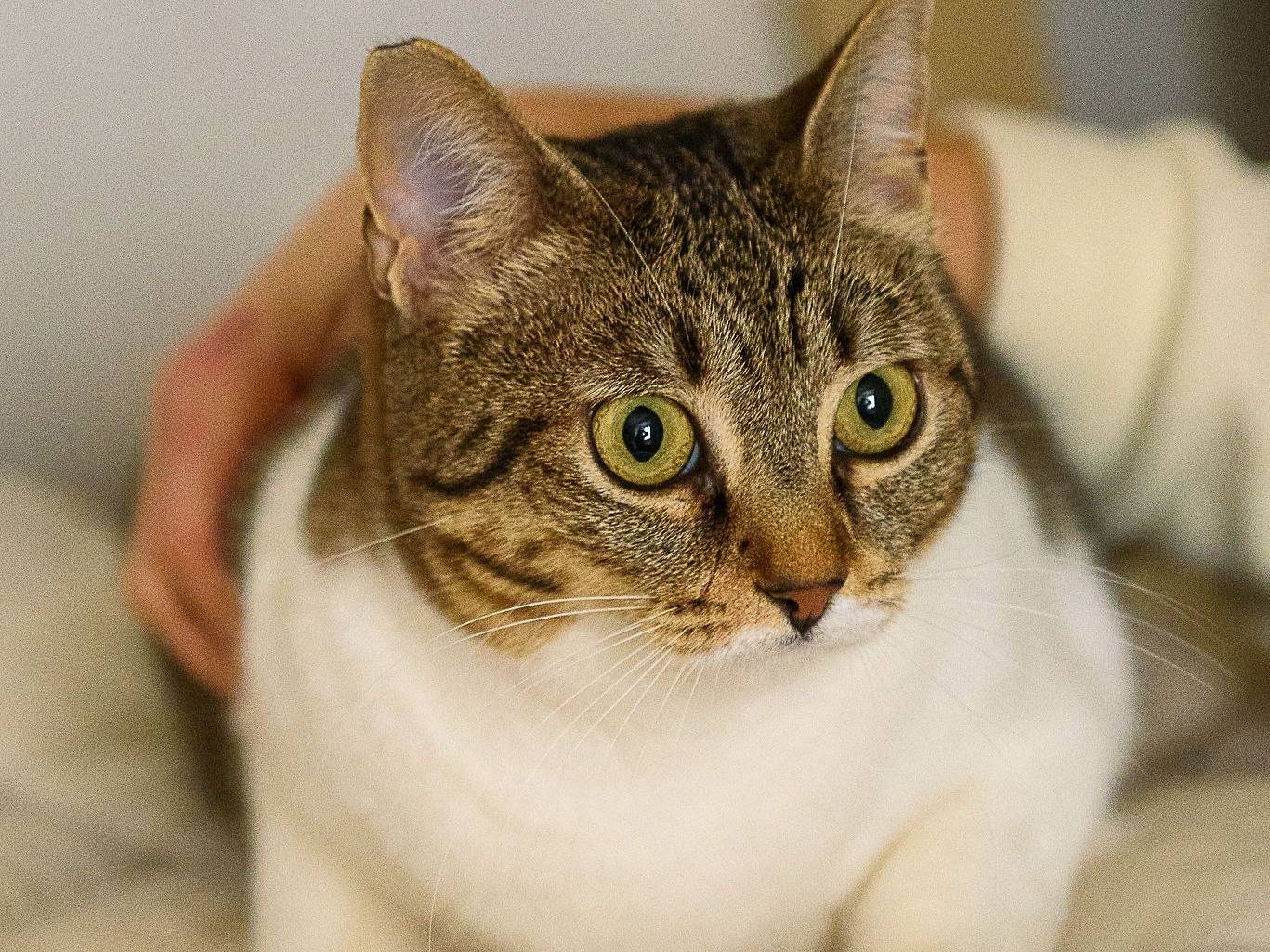 Adotta il gatto Luz e Blanca  a Milano