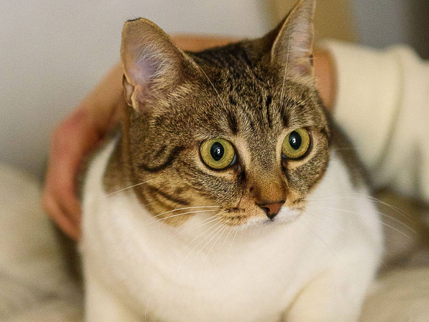 Adotta un gatto, femmina, 4 anni e 7 mesi, Genova