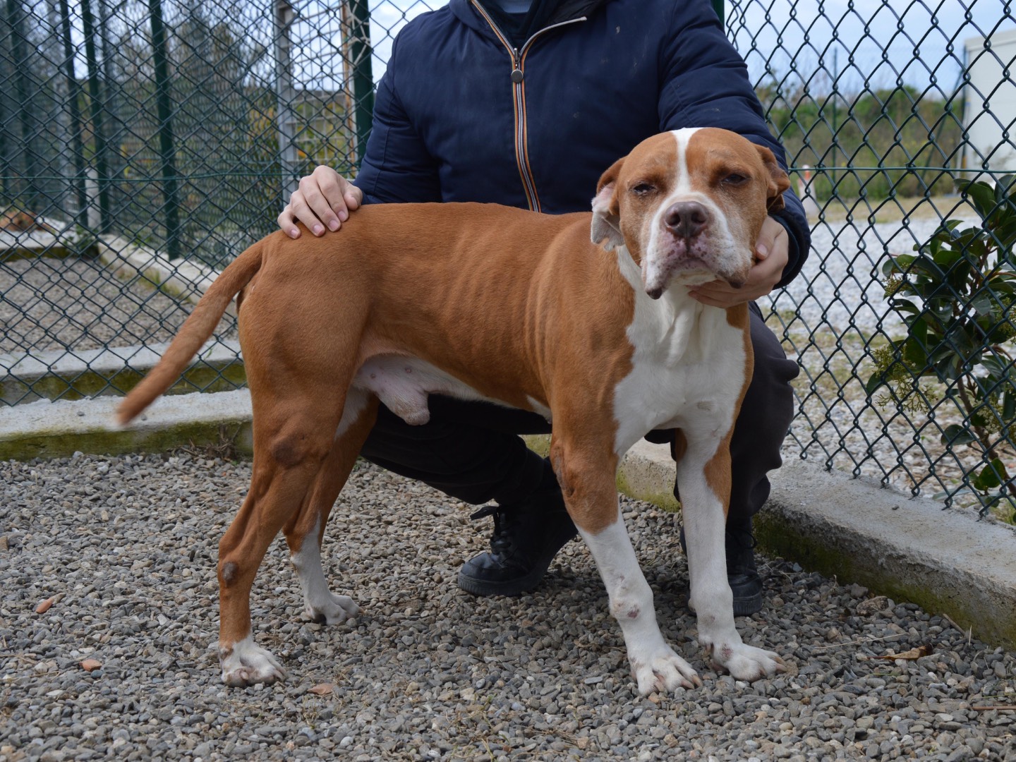 Adotta un cane, maschio, 10 anni e 1 mese, Messina