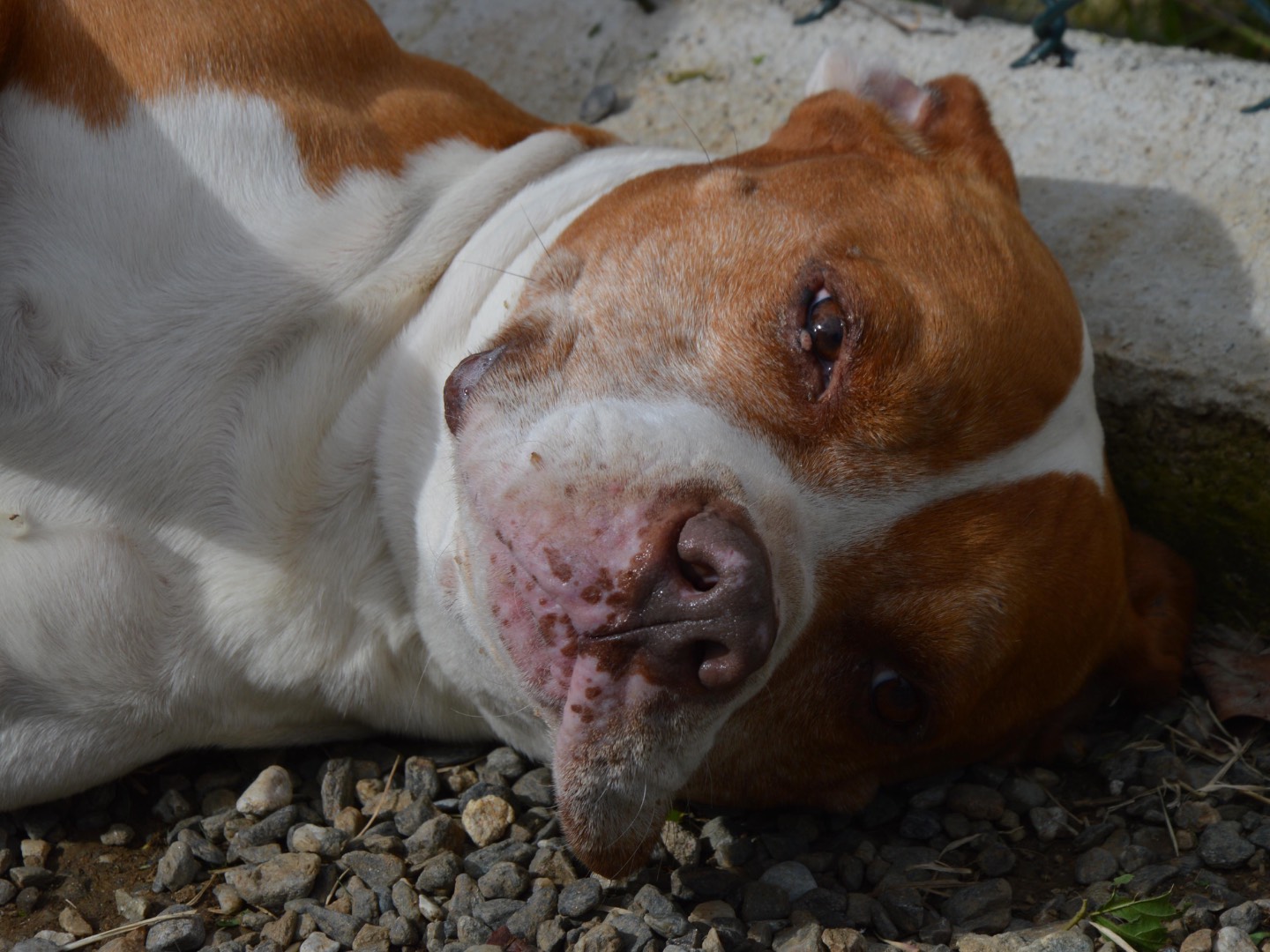 Adotta un cane, taglia gigante, maschio, Messina