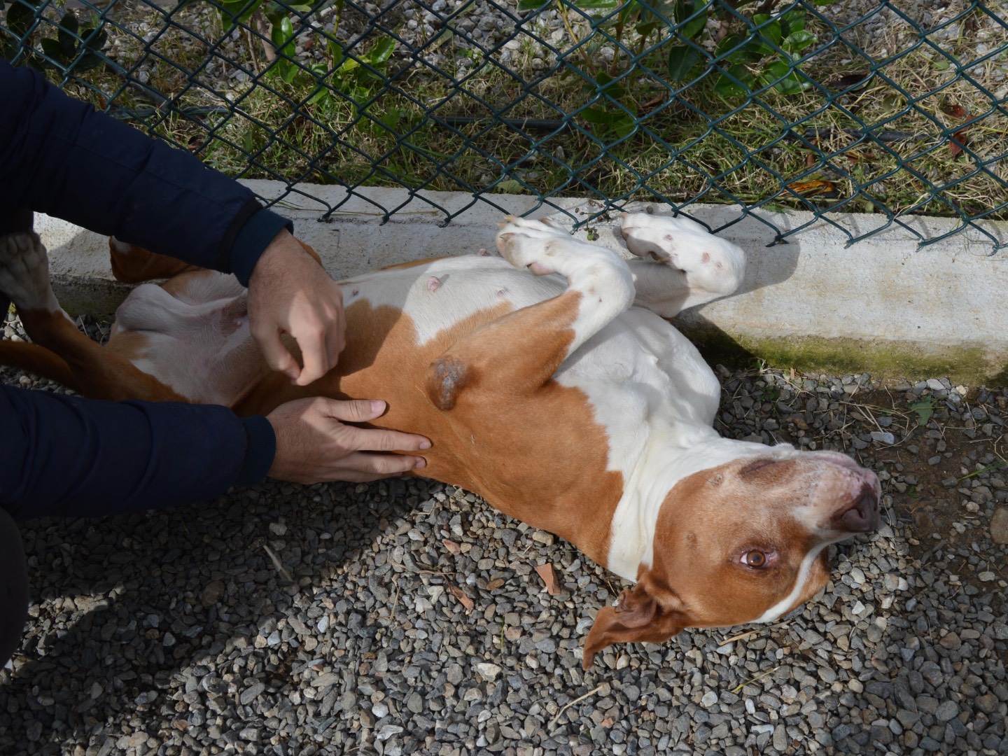 Vuoi adottare un cane a Messina?