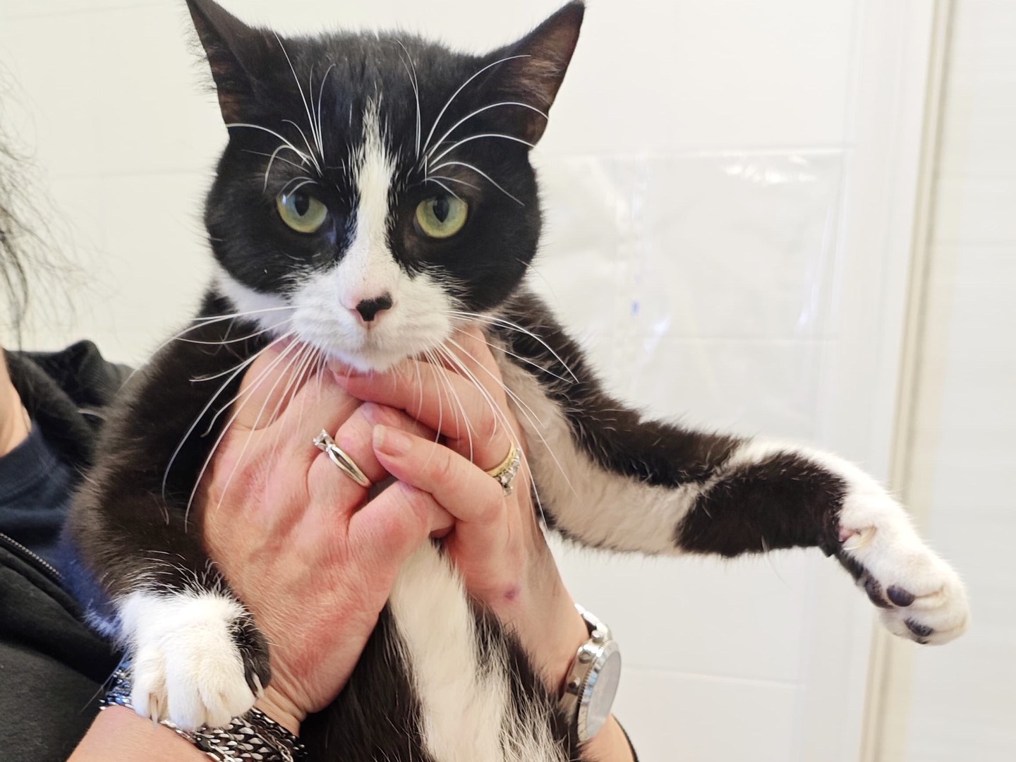 Adotta un gatto, taglia non valida, maschio, Messina