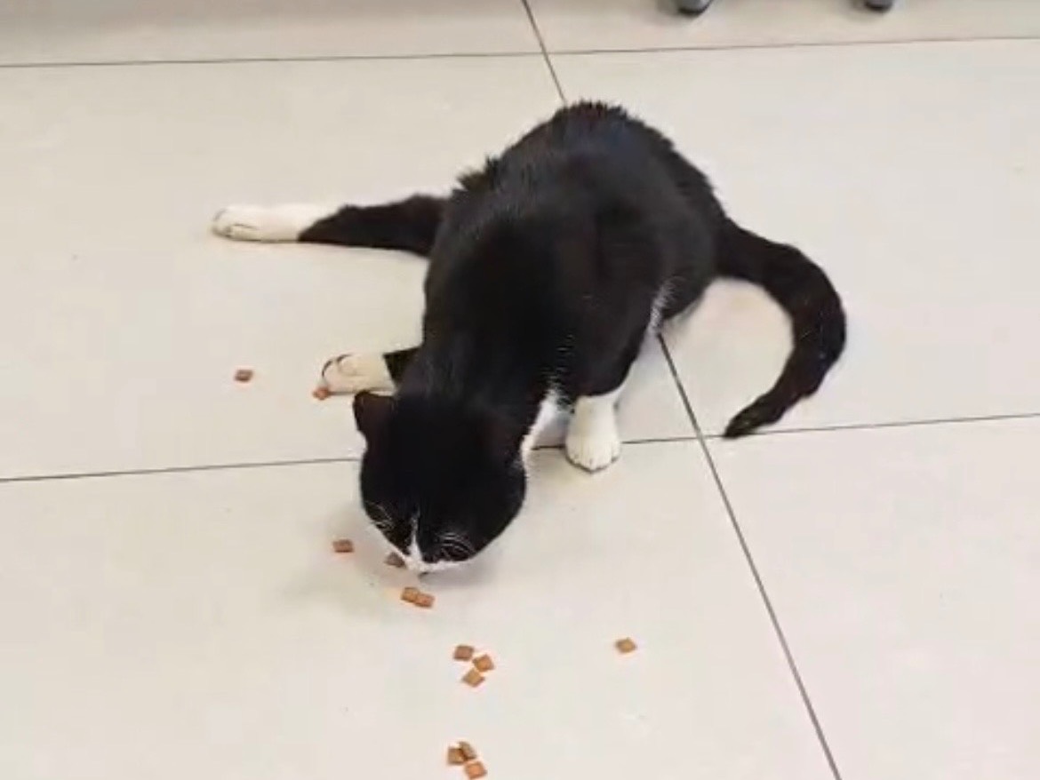 Vuoi adottare un gatto a Messina?