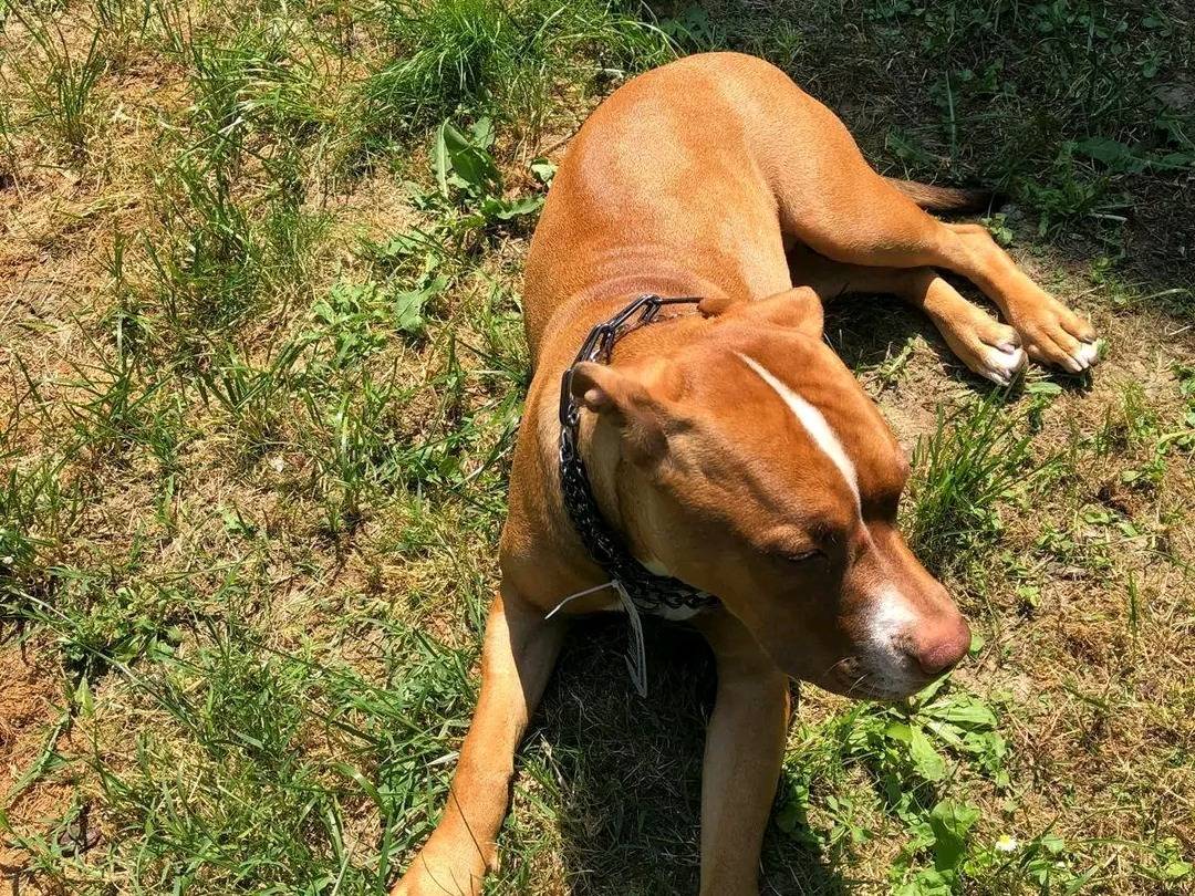 Vuoi adottare un cane a Cremona?