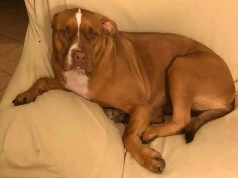 Adotta il cane CHLOE a Cremona