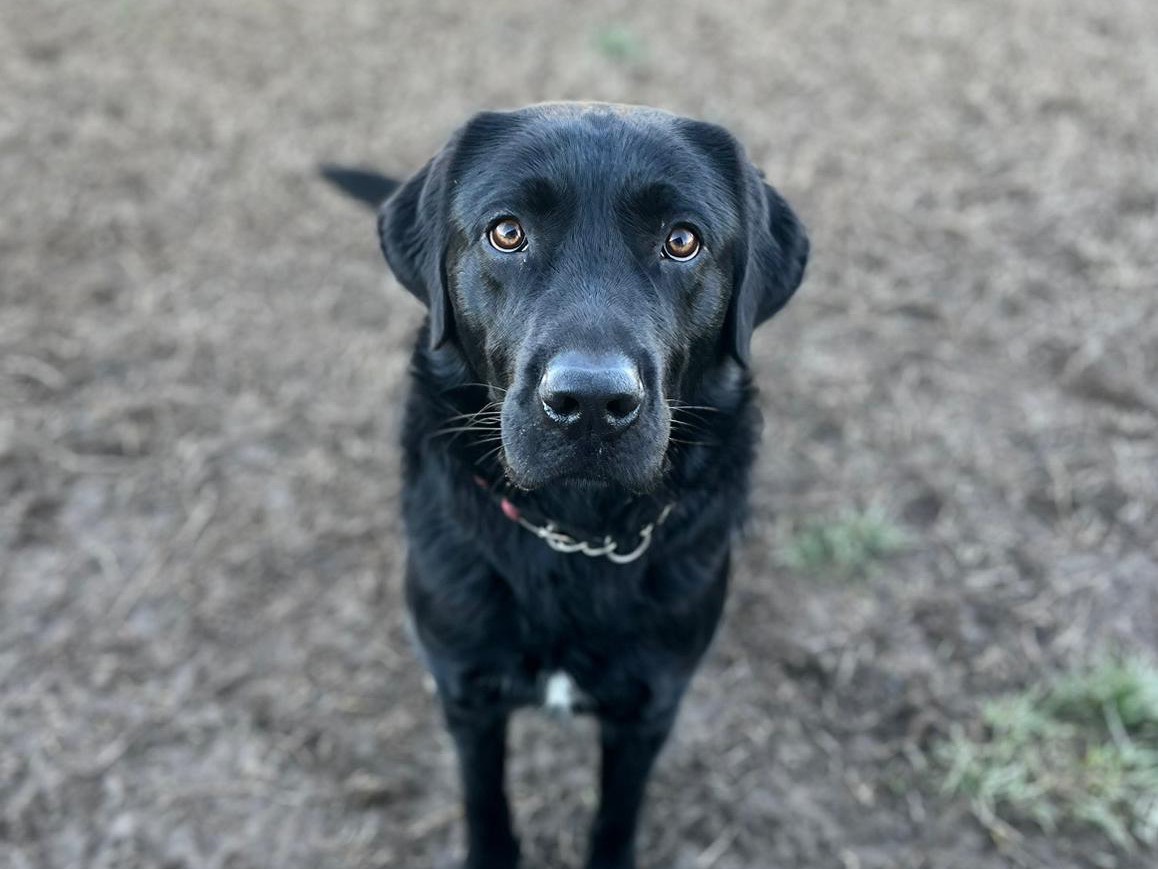 Adotta il cane Achille a Pavia