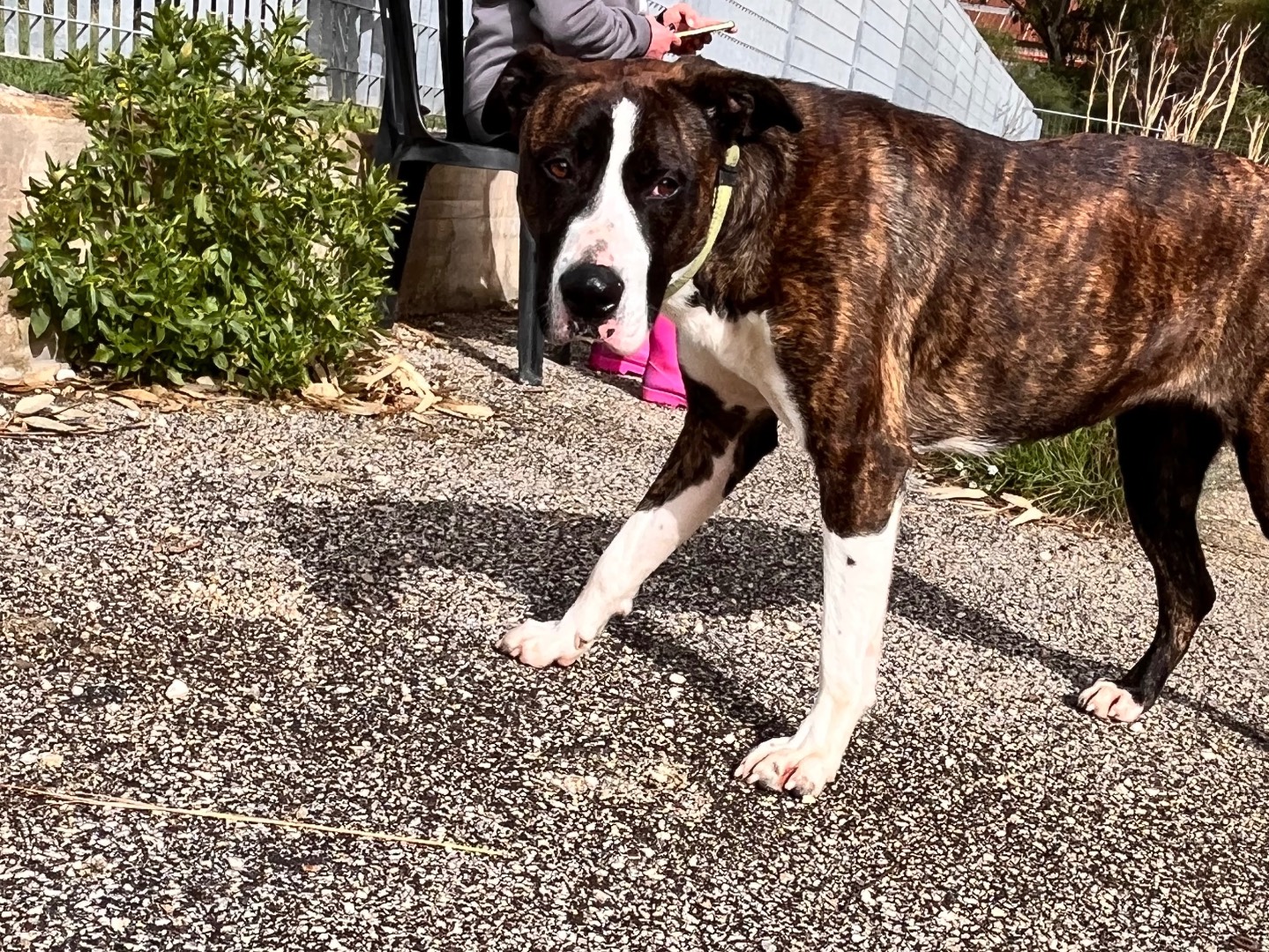 Adotta un cane, taglia grande, femmina, Siracusa