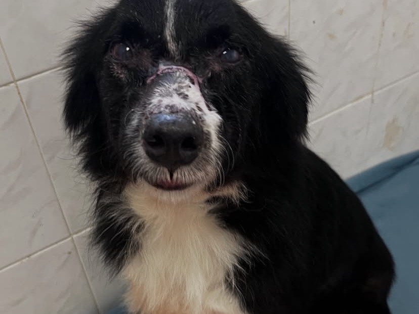 Adotta il cane Henry a Bari