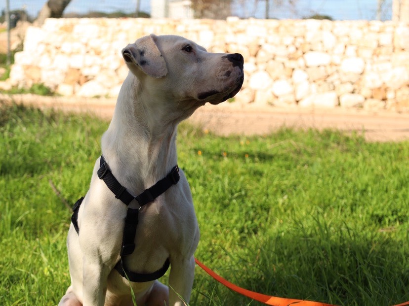 Vuoi adottare un cane a Bari?